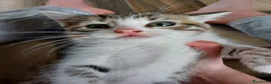 Mixed Breed Kitten 2