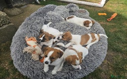 Jack Russell dogs for sale: Pure jack russell puppies  - Image 13