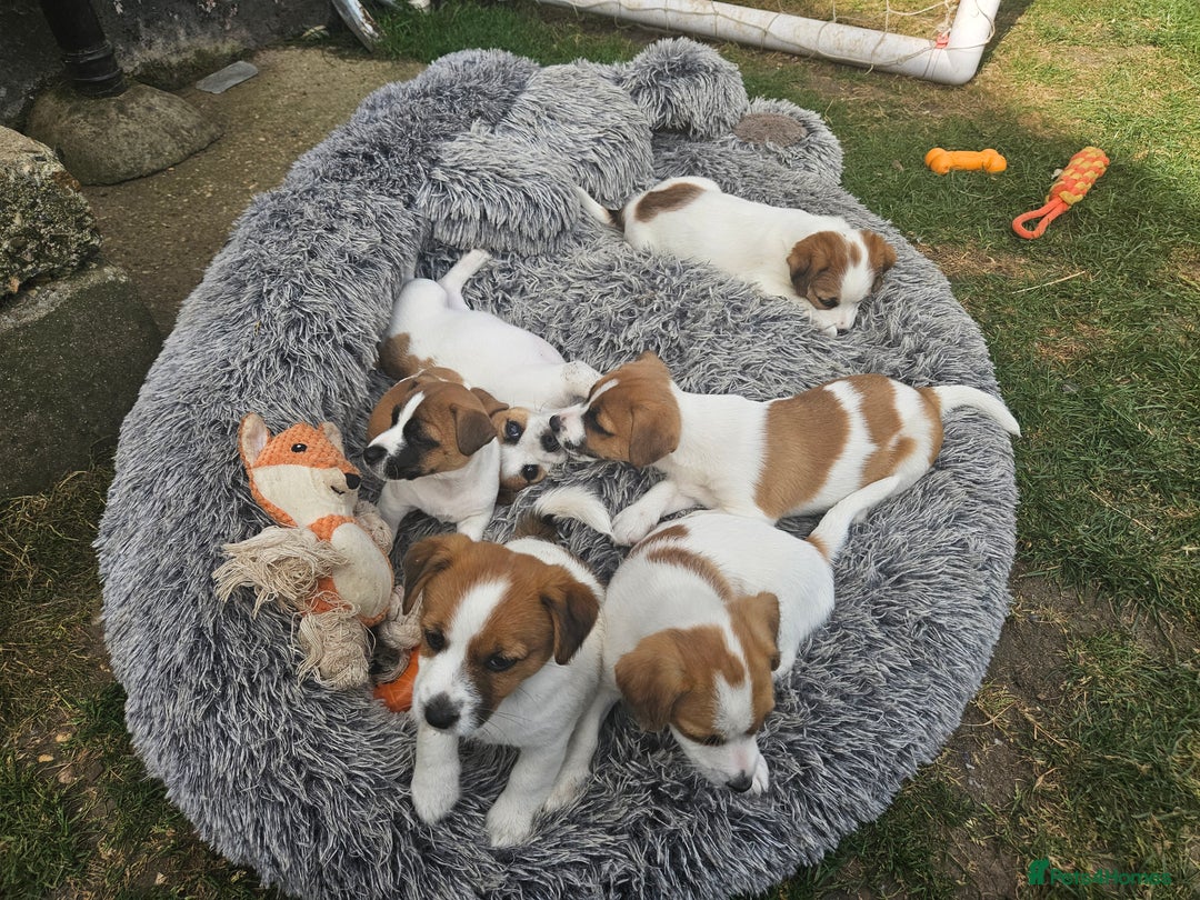 Jack Russell dogs for sale: Pure jack russell puppies  - Image 13