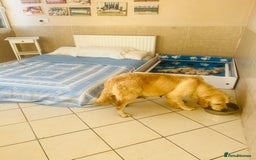Golden Retriever dogs for sale: Fully health tested parents - Image 6