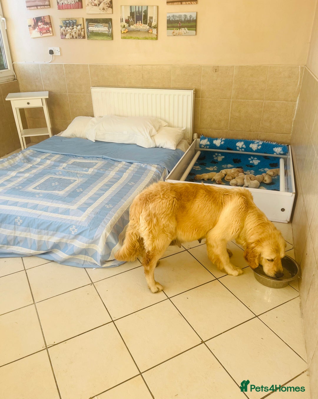 Golden Retriever dogs for sale: Fully health tested parents - Image 6