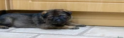 German Shepherd dogs for sale: Last 1 ** Elite Working GSDs – KC, Health Tested * - Advert 16