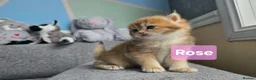 British Shorthair cats for sale: Pedigree golden British shorthair  - Advert 9