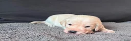 Labradoodle dogs for sale: Happy and healthy Labradoodle puppies! - Advert 19