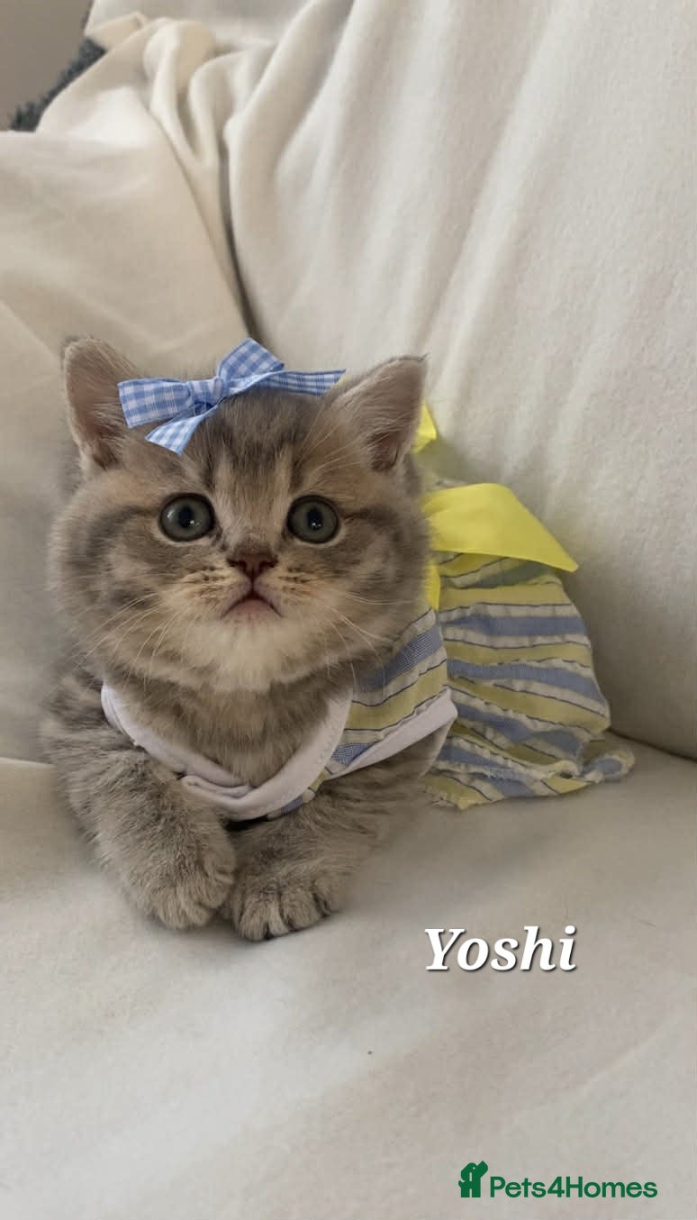 British Shorthair cats Litter Princess (pure BSH) - Advert 2