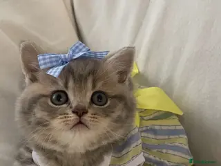 British Shorthair cats Litter Princess (pure BSH) - Advert 2