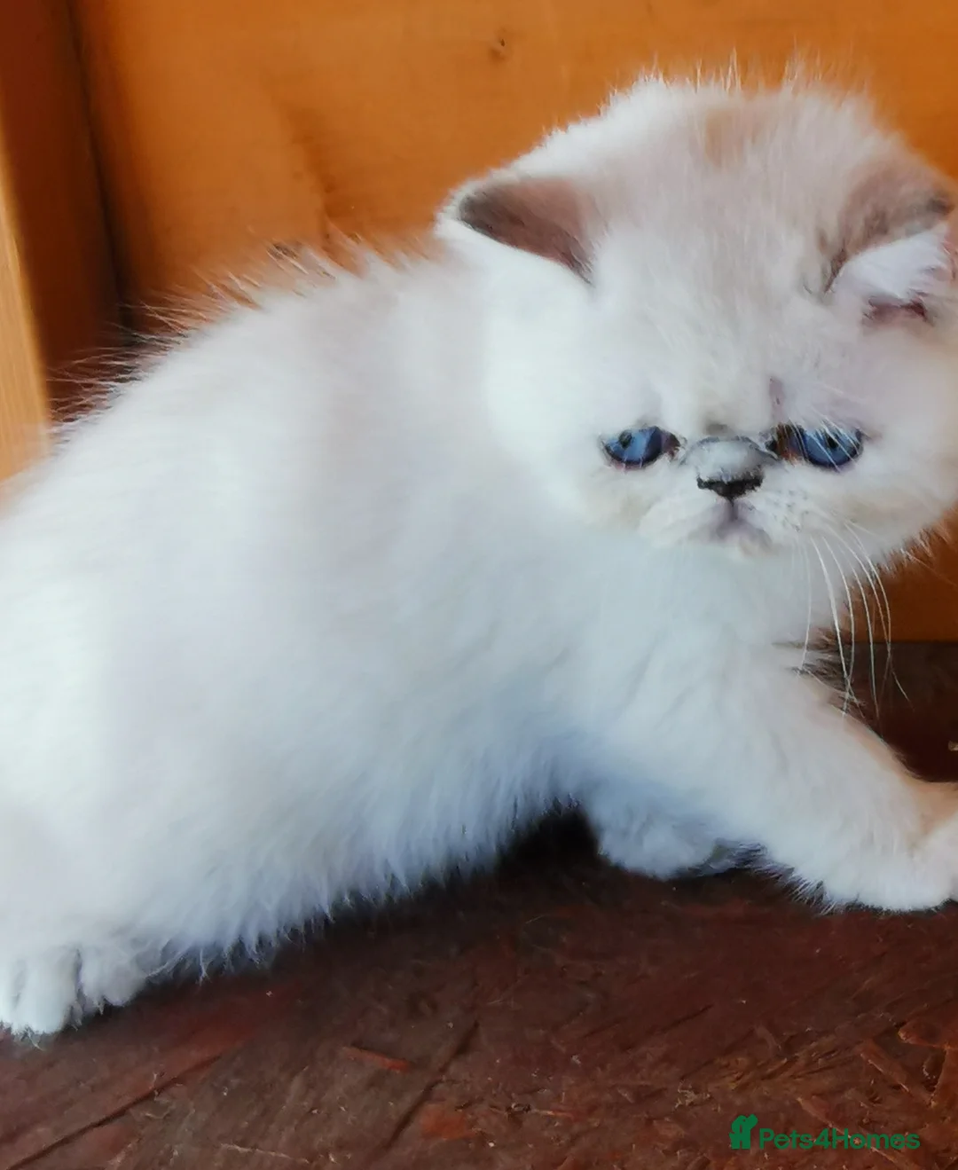 Exotic cats for sale: Pedigree exotic female kitten  - Advert 7