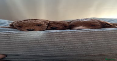 Cavapoo dogs Cavapoo Puppies-Ready 23rd-December! Mum DNA clear - Advert 3