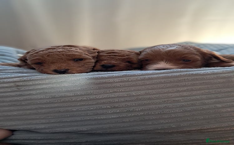 Cavapoo dogs Cavapoo Puppies-Ready 23rd-December! Mum DNA clear - Advert 4