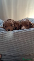 Cavapoo dogs Cavapoo Puppies-Ready 23rd-December! Mum DNA clear - Advert 3