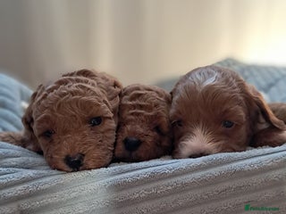 Cavapoo dogs for sale: Adorable Cavapoo Puppies -Ready 23rd -December! - Advert 1
