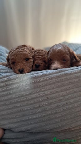 Cavapoo dogs Cavapoo Puppies-Ready 23rd-December! Mum DNA clear - Advert 4