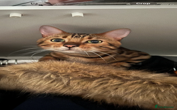 Bengal cats for sale: King is not only cat is a main character! - Image 2