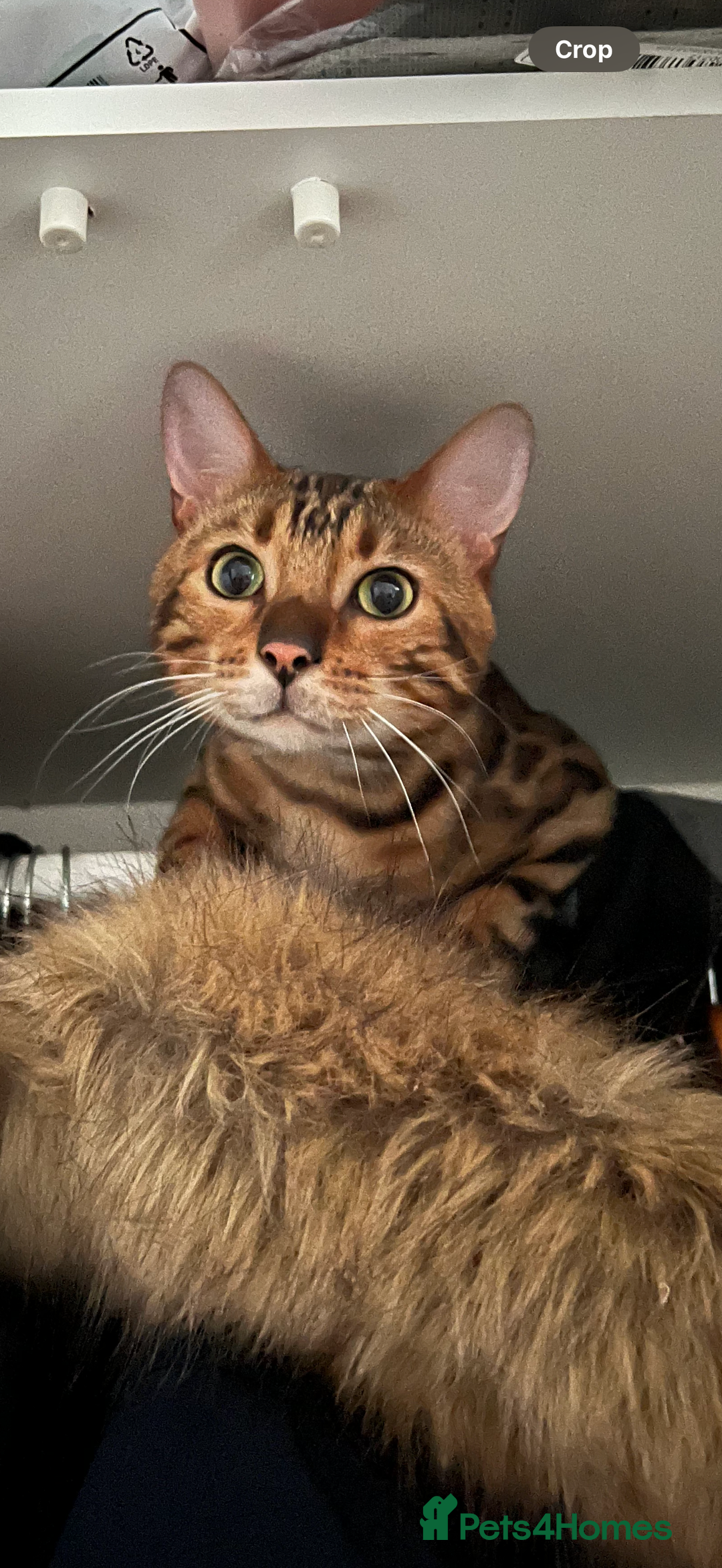 Bengal cats for sale: King is not only cat is a main character! - Image 2