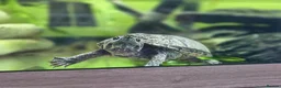 Turtle reptiles for sale: Female Turtle for Sale - Advert 9