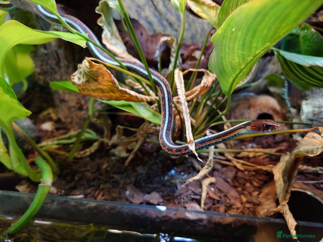 Garter Snake reptiles for sale: San Francisco Garter Snakes – Complete Setup - Advert 3