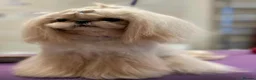 Shih Tzu dogs for sale: Imperial Shihtzu  - Advert 9