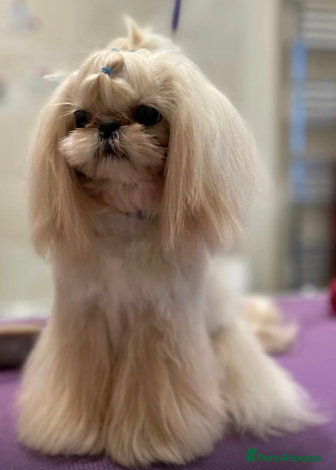Shih Tzu dogs for sale: Imperial Shihtzu  - Advert 9