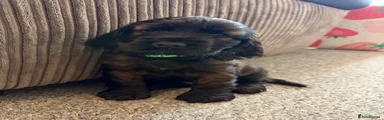Cocker Spaniel 2