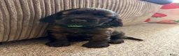 Cocker Spaniel dogs for sale: Beautiful show type cocker spaniel puppies - Advert 21