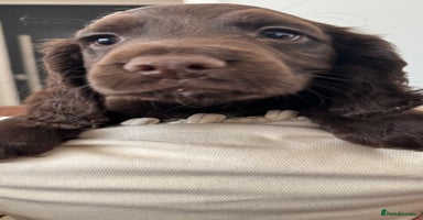 Cocker Spaniel dogs - Advert 3
