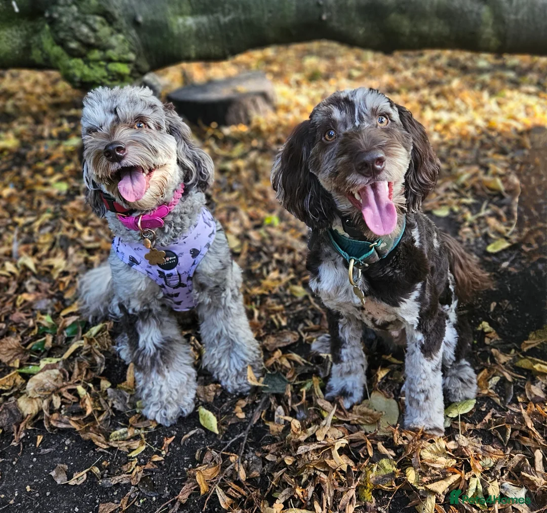 Cockapoo dogs for stud: Multigen Harlequin Merle Cockapoo at Stud in Manchester - Advert 4
