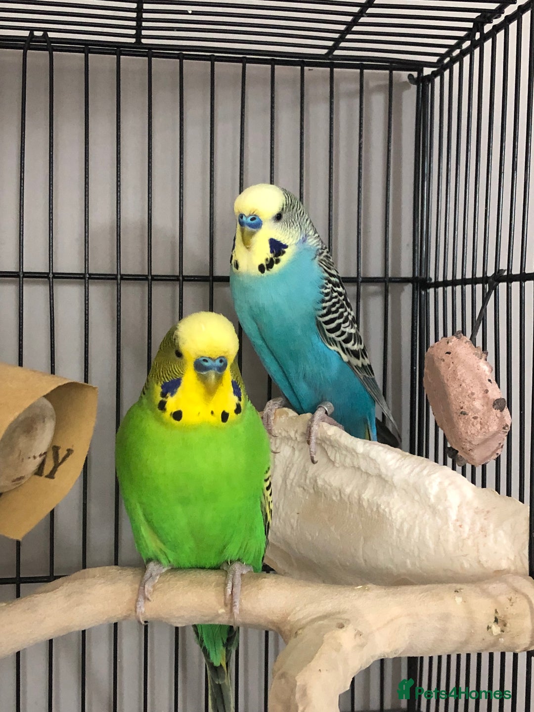 Budgerigars birds for sale: Two best friend male budgies, 2 and 1 year old. - Image 3