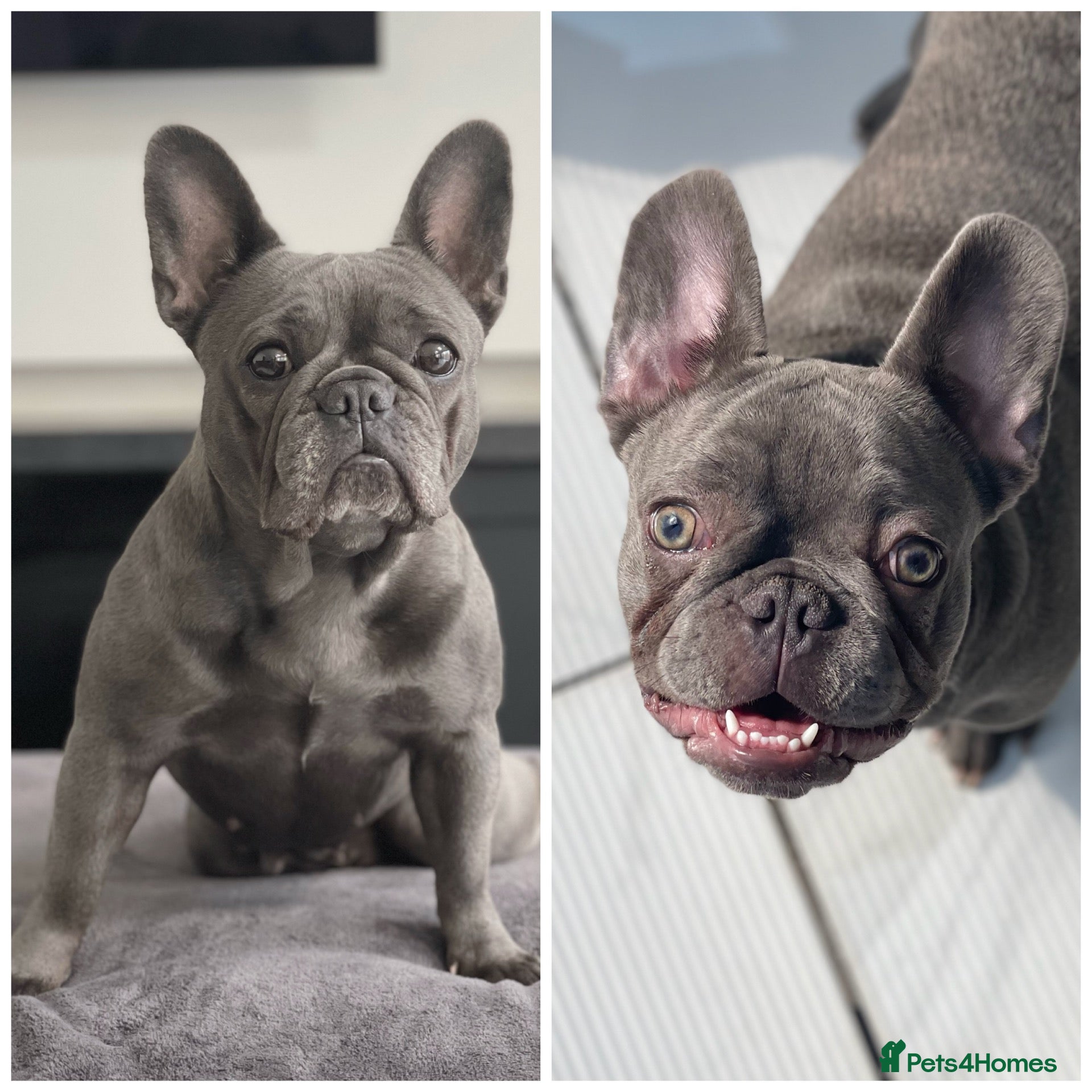 French Bulldog dogs Mother & daughter  - Advert 1