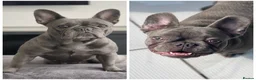 French Bulldog dogs for sale: Mother & daughter  in Liverpool - Advert 1
