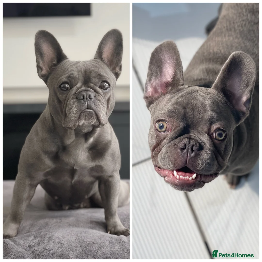 French Bulldog dogs for sale: Mother & daughter  in Liverpool - Advert 1