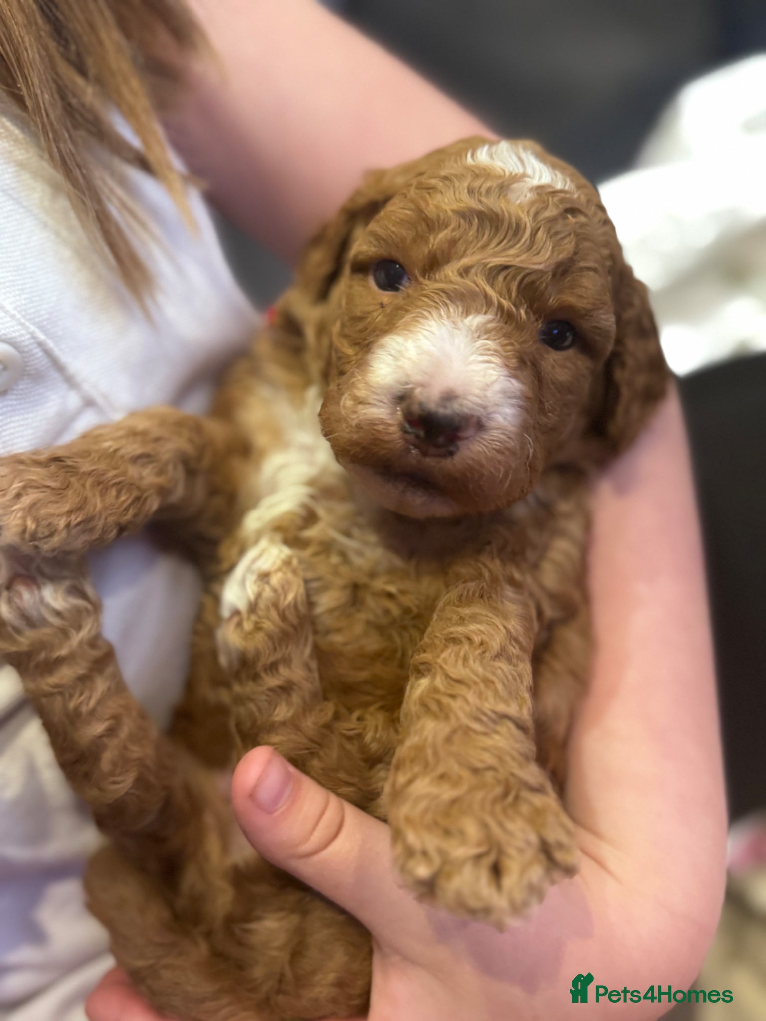 Mixed Breed dogs Cockadoodle puppies - Advert 19