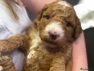 Mixed Breed dogs Cockadoodle puppies - Advert 19