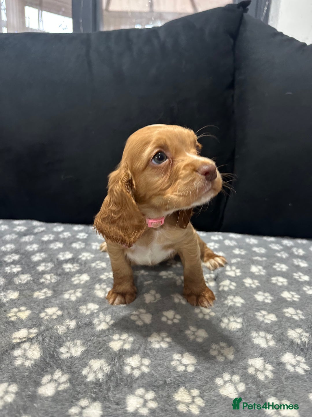 Cocker Spaniel dogs for sale: 3 beautiful cocker spaniel puppies left  - Advert 16