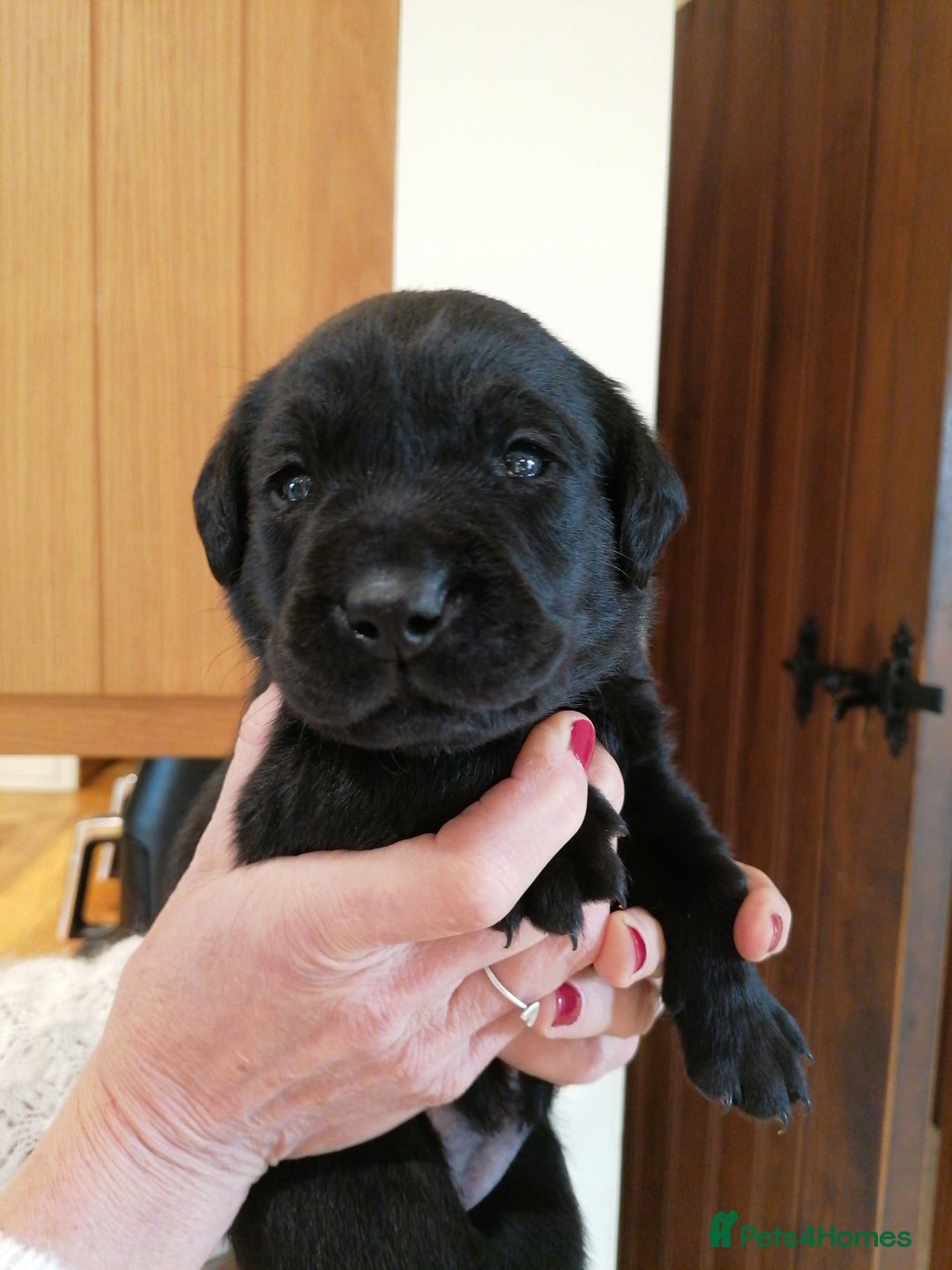 Labrador Retriever dogs for sale: KC registered, FtCH bloodline labradors  - Advert 15