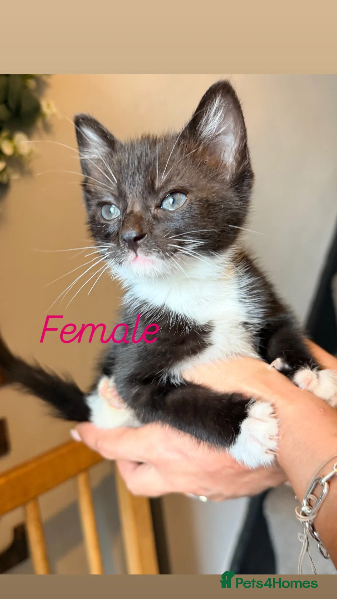 American Shorthair cats for sale: Kittens  - Advert 2
