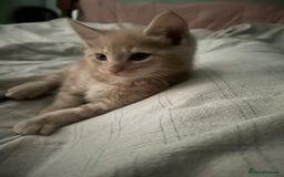 Mixed Breed cats for sale: Beautiful Maine Coon x British Long Hair kittens  - Image 3