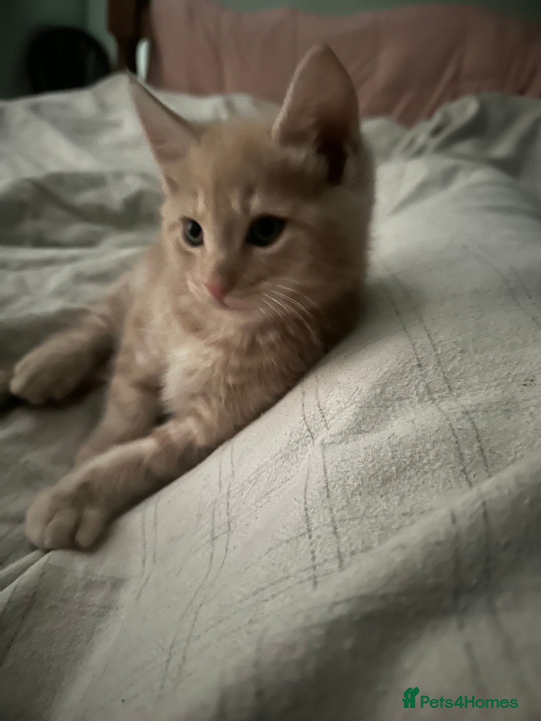 Mixed Breed cats for sale: Beautiful Maine Coon x British Long Hair kittens  - Image 3