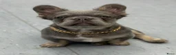 French Bulldog dogs for sale: Fluffy French Bulldog - Advert 4