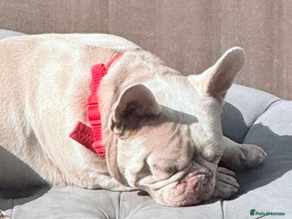 French Bulldog dogs KC French Bulldog - Advert 1