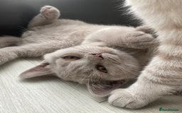 British Shorthair cats for sale: 🐾 TOP QUALLITY LILAC BSH reg GCCF purebred 🐾 - Image 12