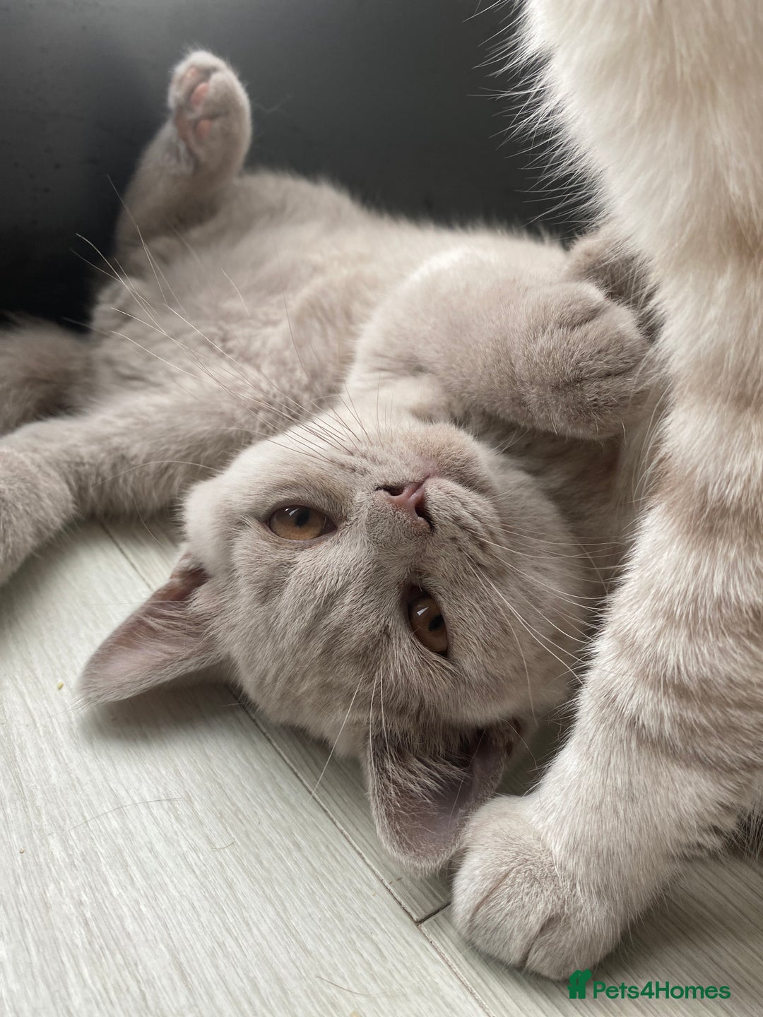 British Shorthair cats for sale: 🐾 TOP QUALLITY LILAC BSH reg GCCF purebred 🐾 - Image 12