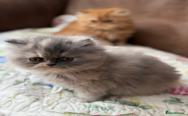 Persian cats - Advert 6