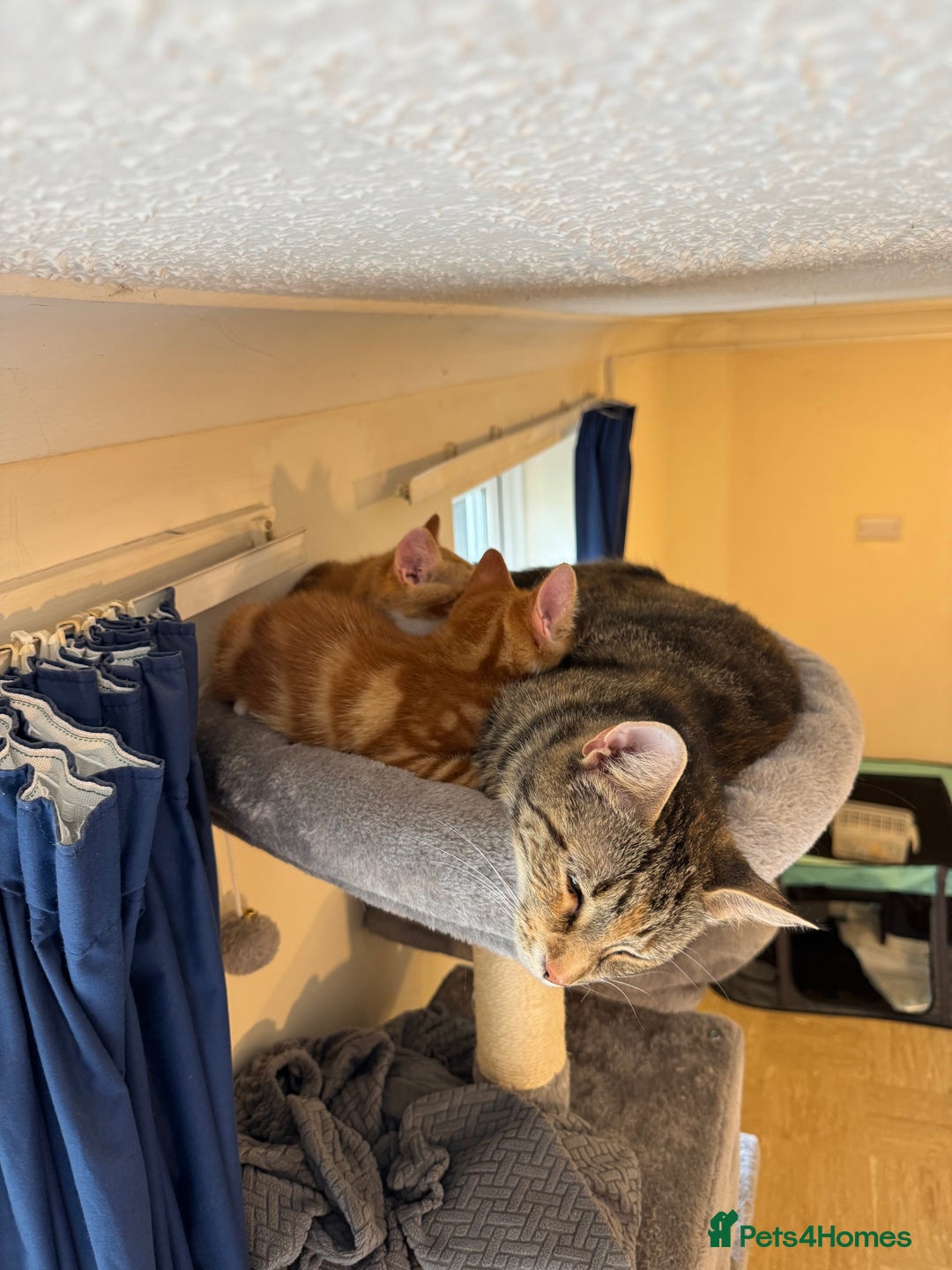 British Shorthair cats for sale: Two gorgeous ginger boys to go together  - Advert 8