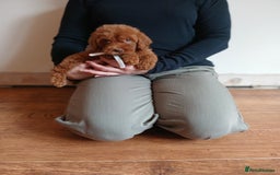Cockapoo dogs for sale: Cockapoo puppies  - Image 7