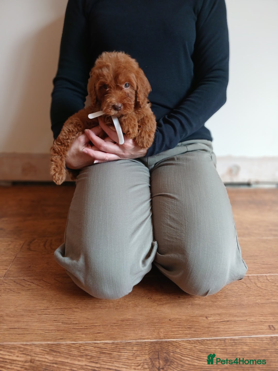 Cockapoo dogs for sale: Cockapoo puppies  - Image 7