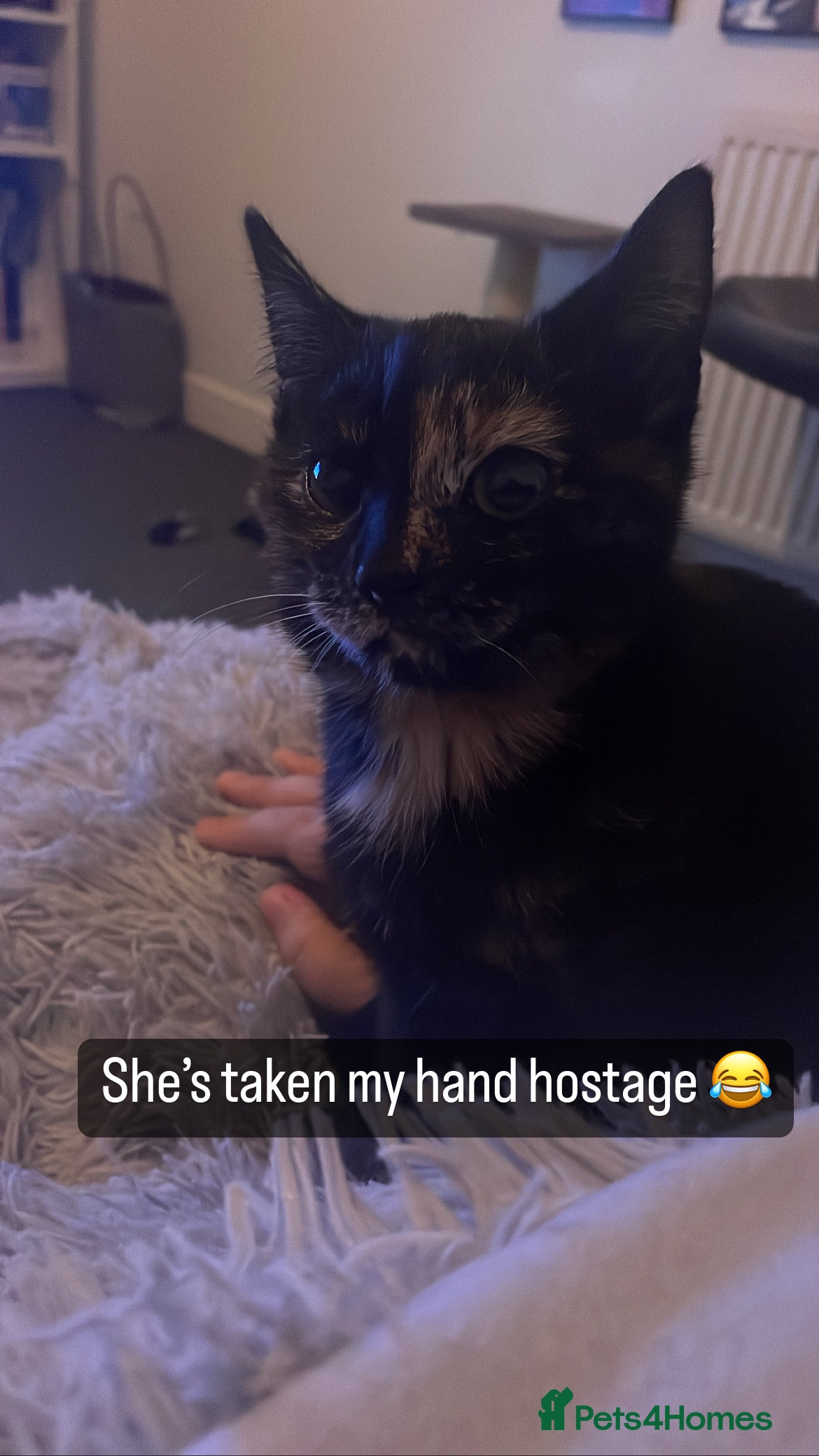 British Shorthair cats Female cat - Advert 1