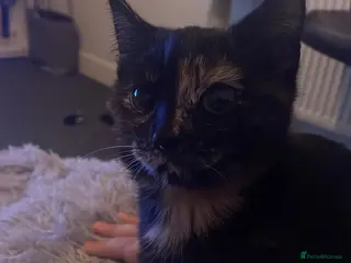 British Shorthair cats Female cat - Advert 10