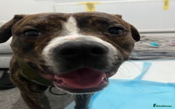Staffordshire Bull Terrier dogs for sale: Rolo  - Image 2
