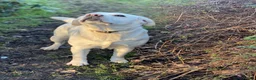 Labrador Retriever dogs for sale: Beautiful Pure Labrador with dna tests - Advert 10