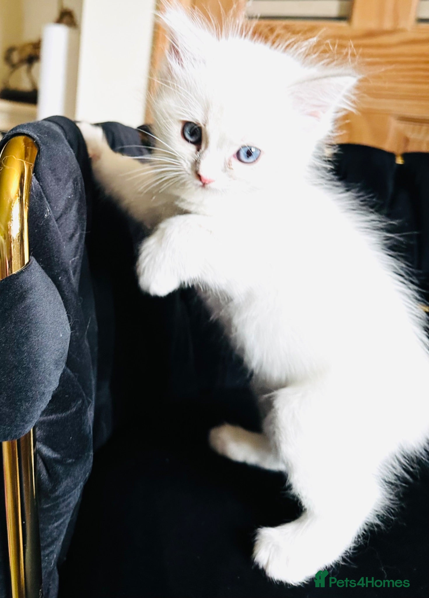 Ragdoll cats GCCF BEAUTIFUL RAGDOLL KITTENS  - Advert 1